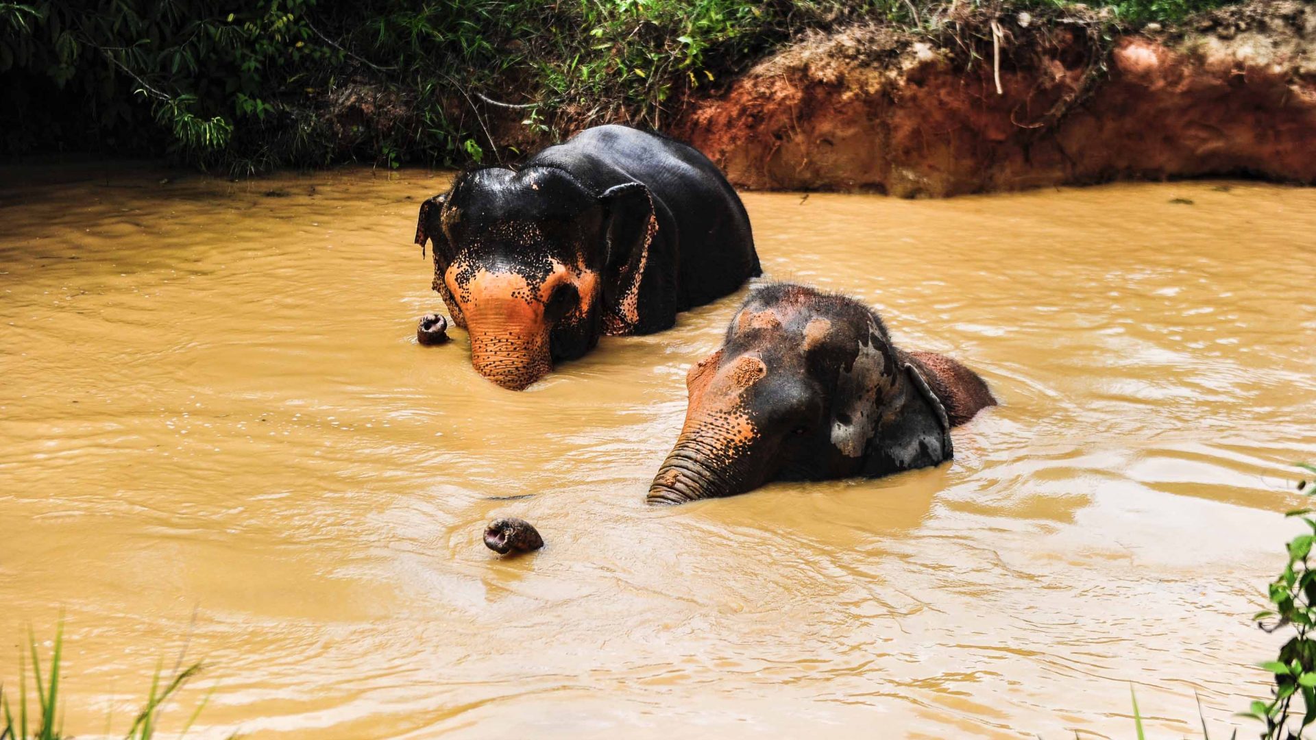Two elephants bathing in brown water.