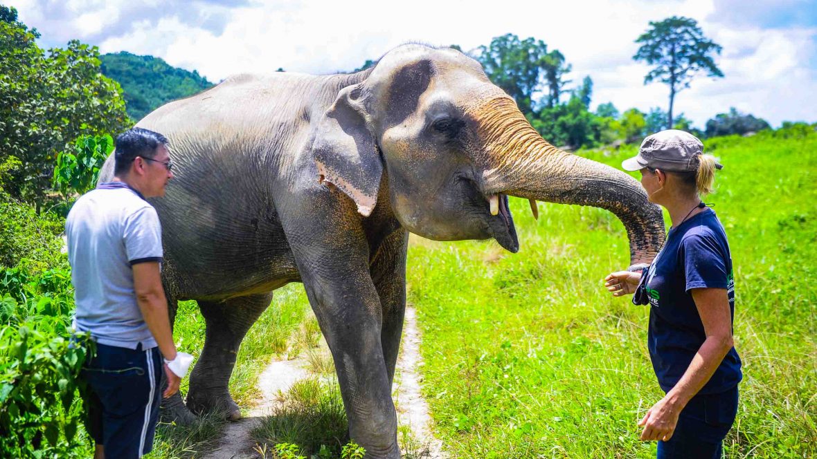 Without tourism, Thailand's elephants are facing a crisis | Adventure.com