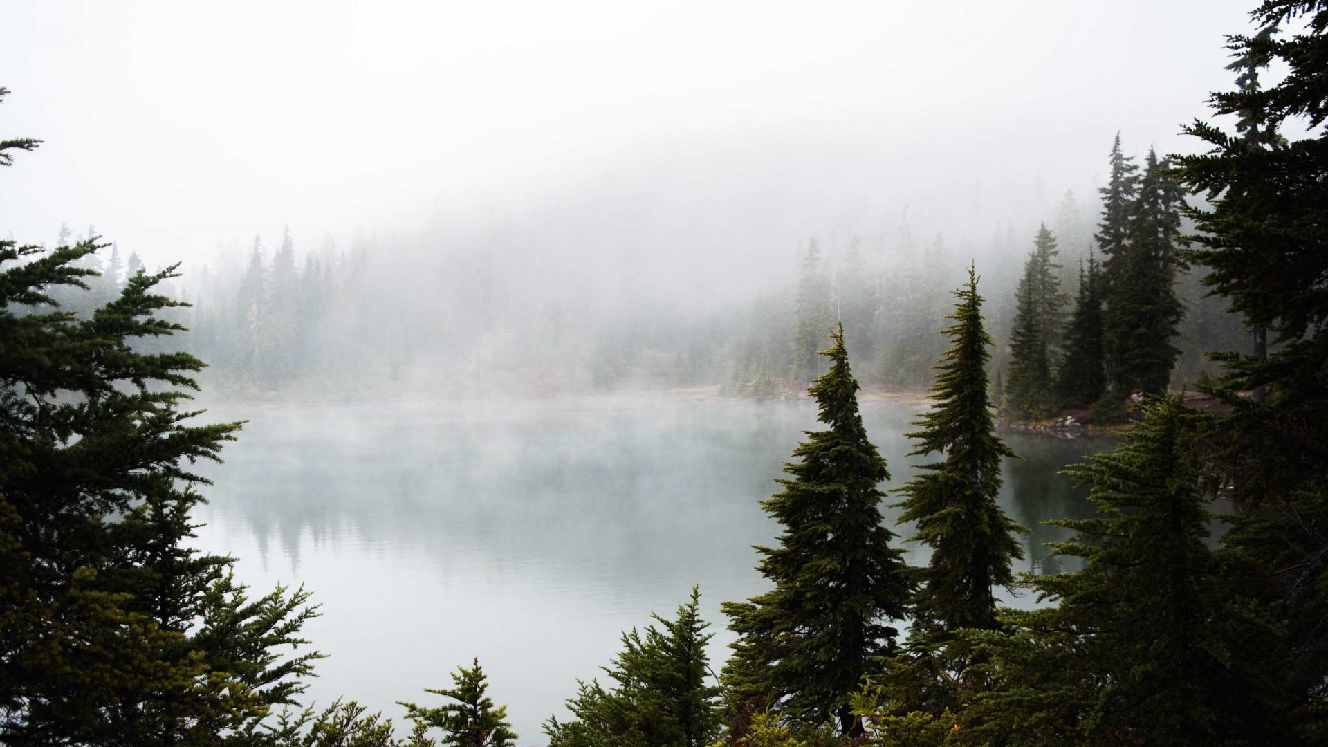 A fog covered lake surrounded by pine trees.