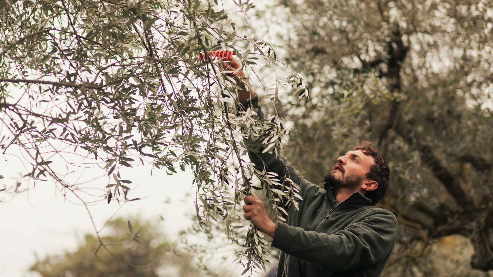 Olives are hand raked by a worker.