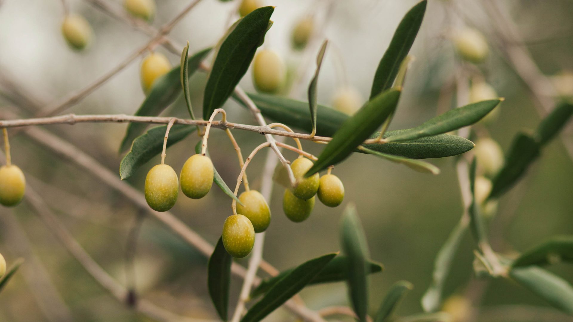 A branch covered in green olives.