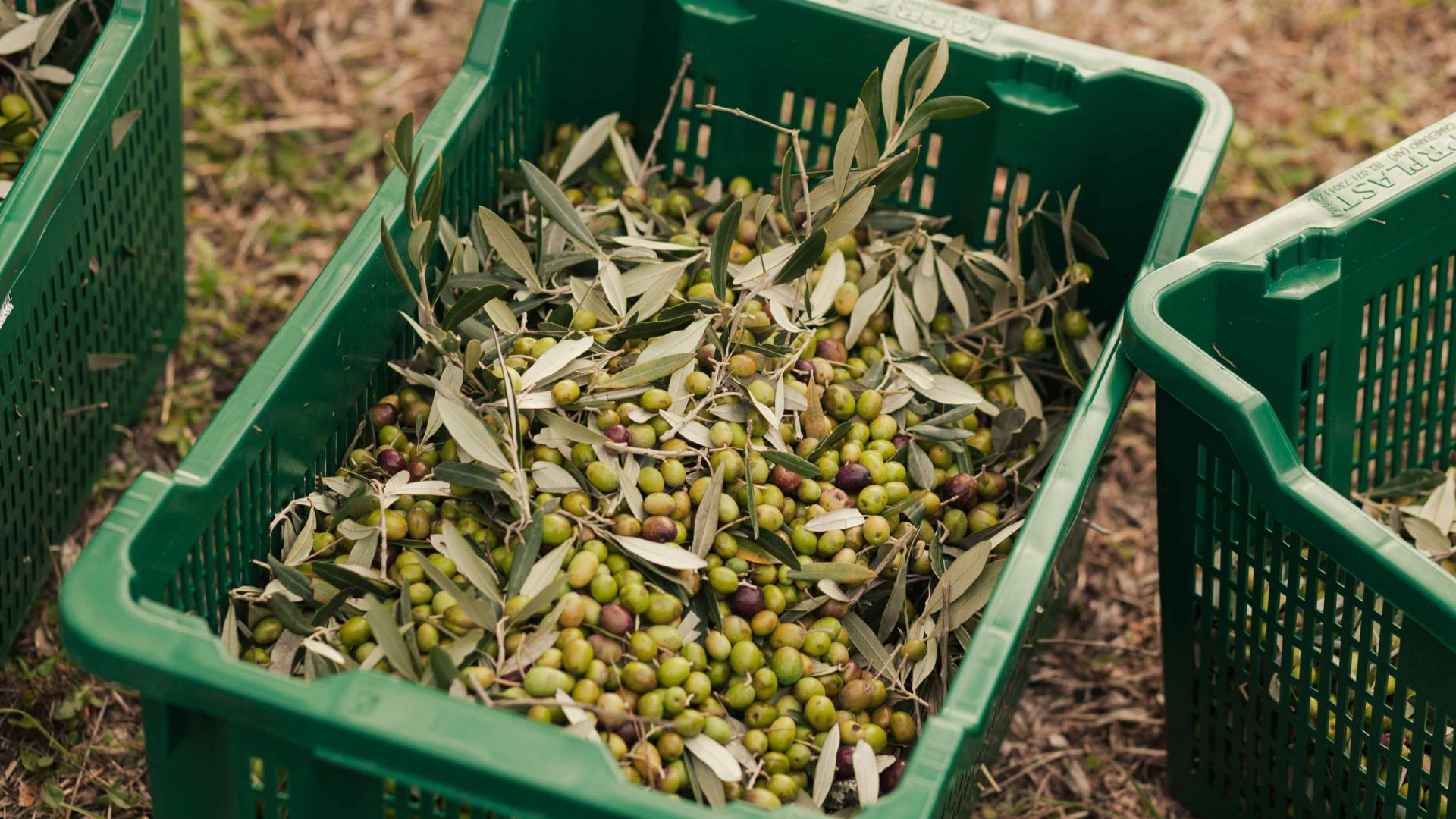 Harvested olives ready to be pressed into oil.