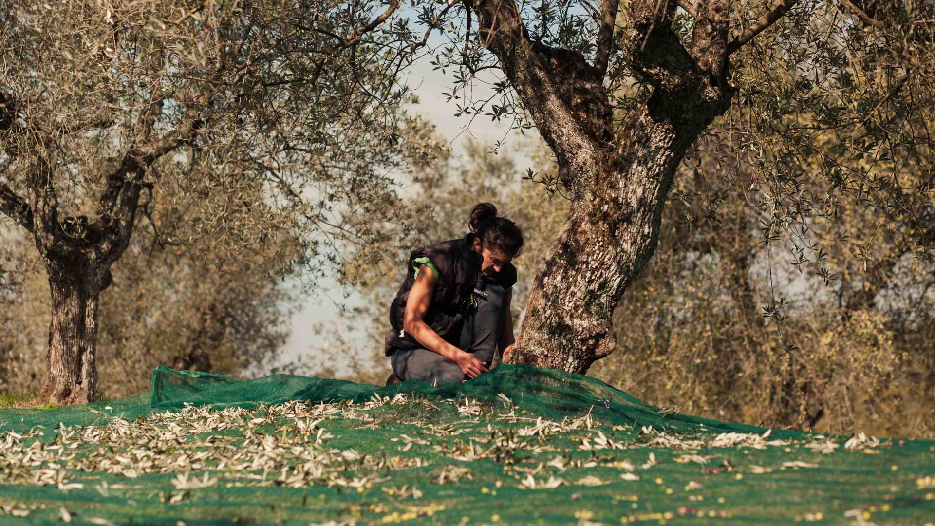 A man is bent down fixing a green net used for harvesting olives.