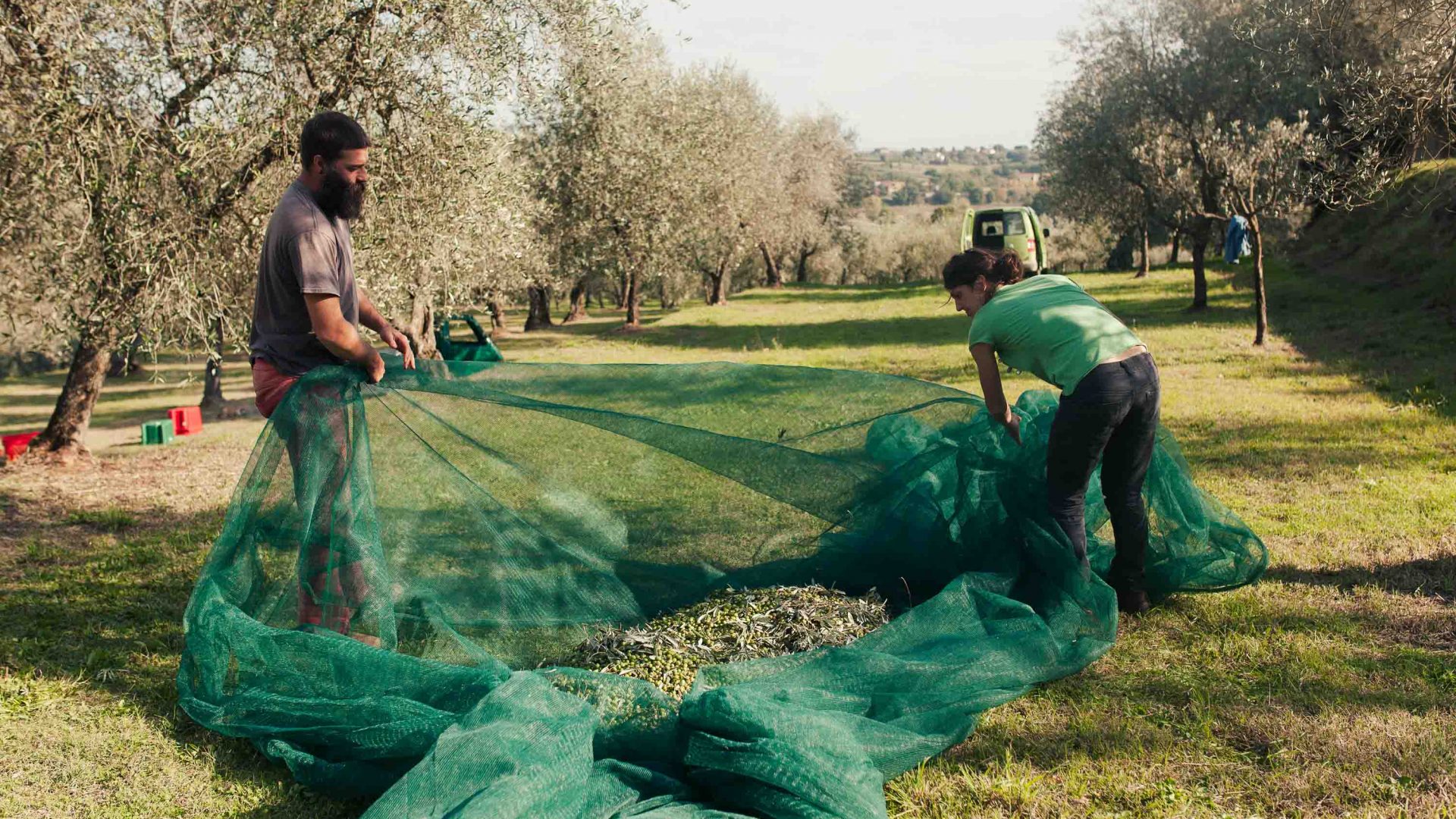 Olive pickers gather their harvest in large nets.