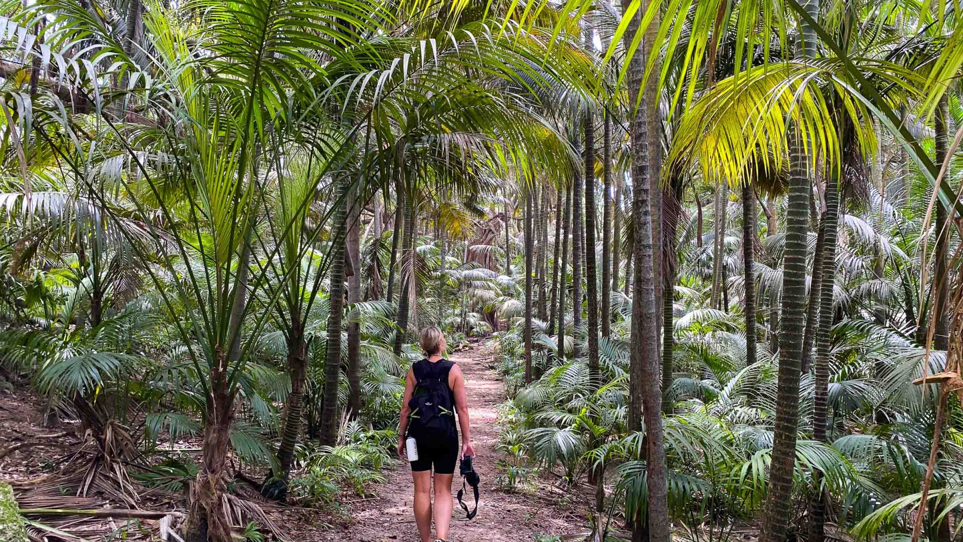 The back of a woman as she walks through forest.