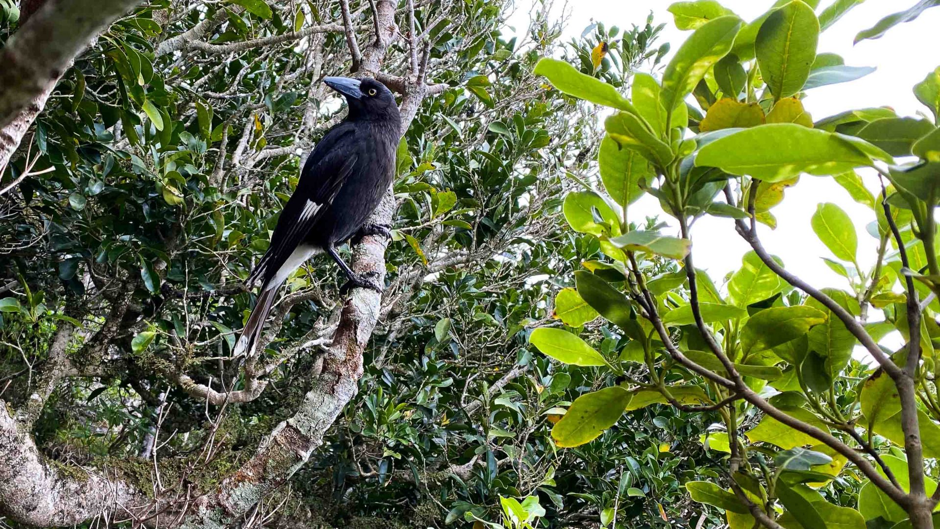 A currawong on a branch.