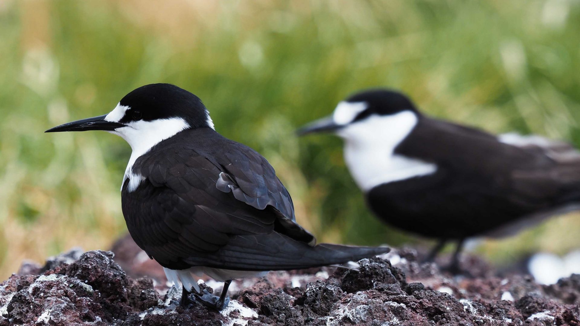 Two black and white birds.
