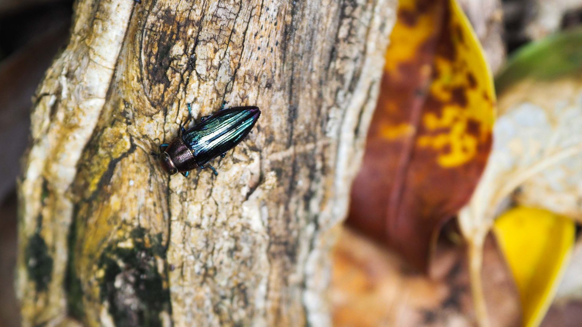 A magnetic looking beetle.