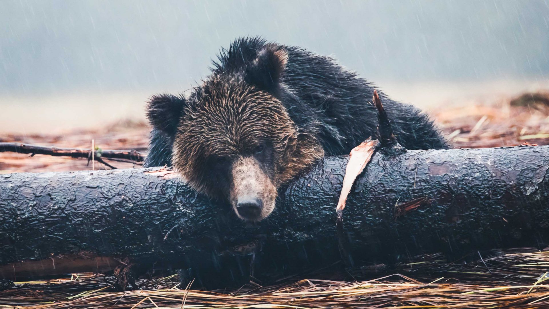 A bear sleeps on a log.