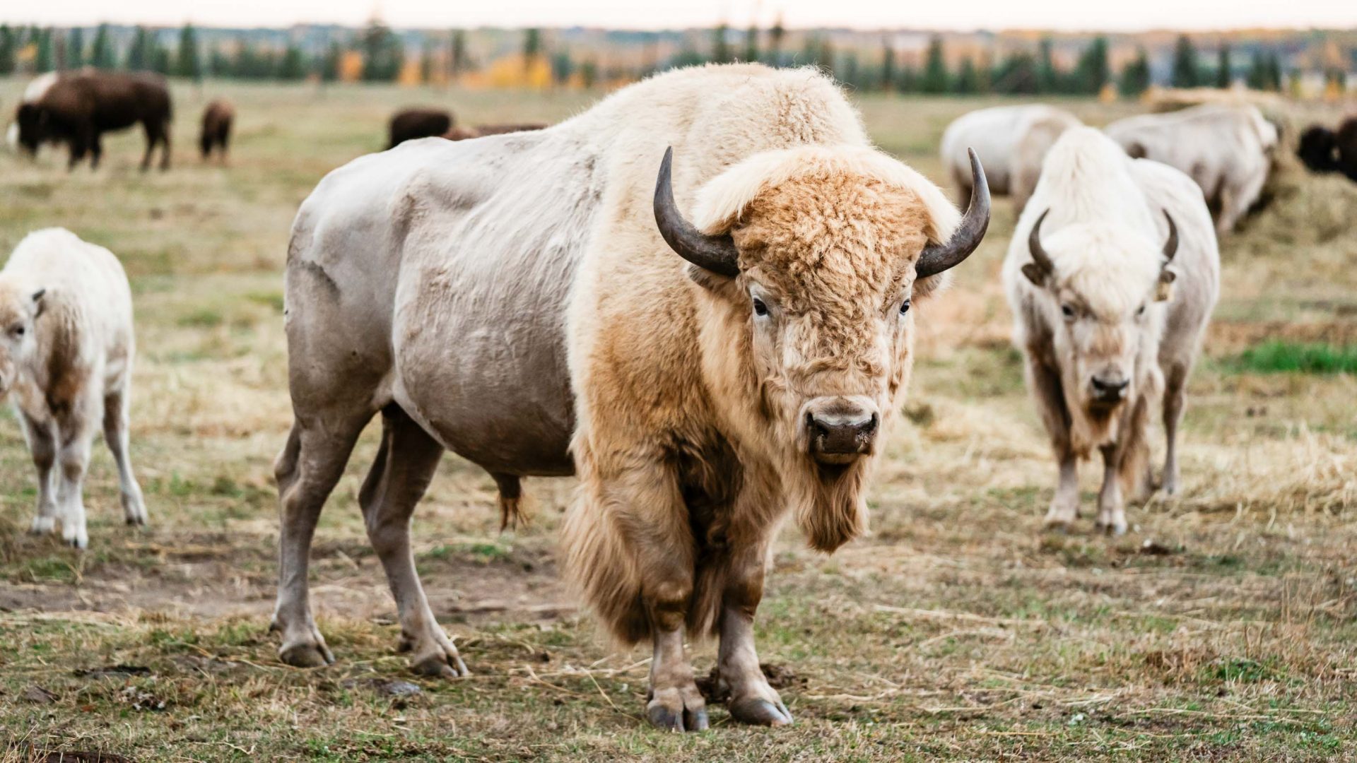The bison are back—and they’re helping to restore Métis Nation culture