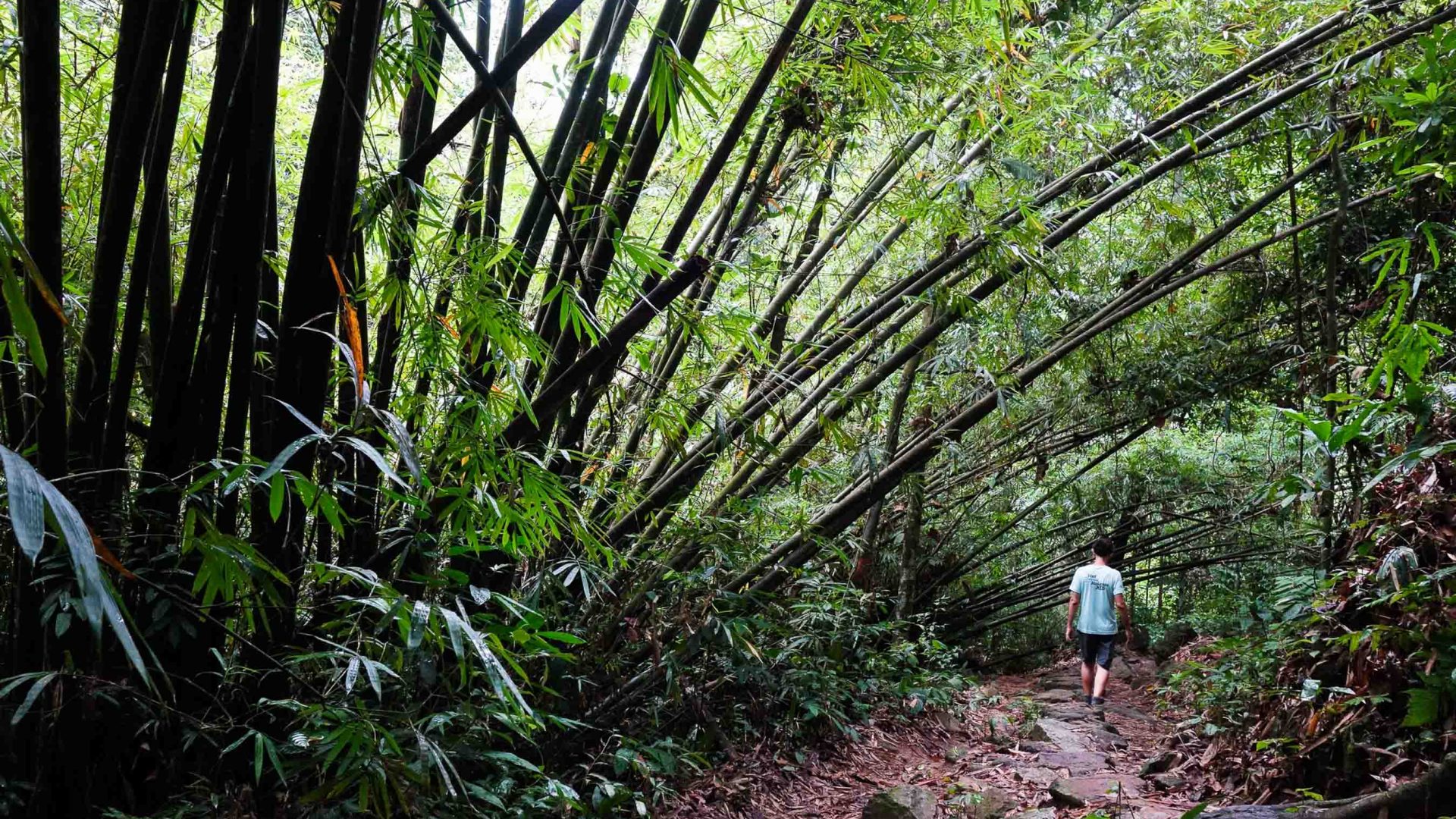 Marcos walking through rainforest.