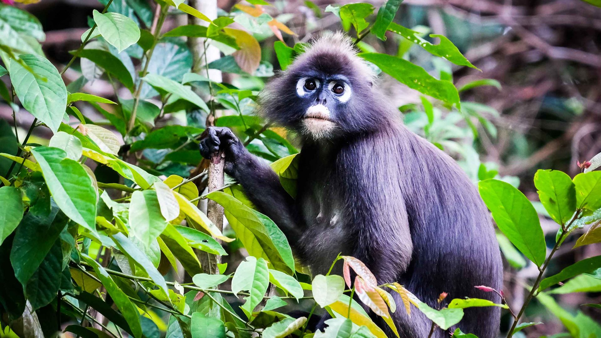 A primate in the rainforest.