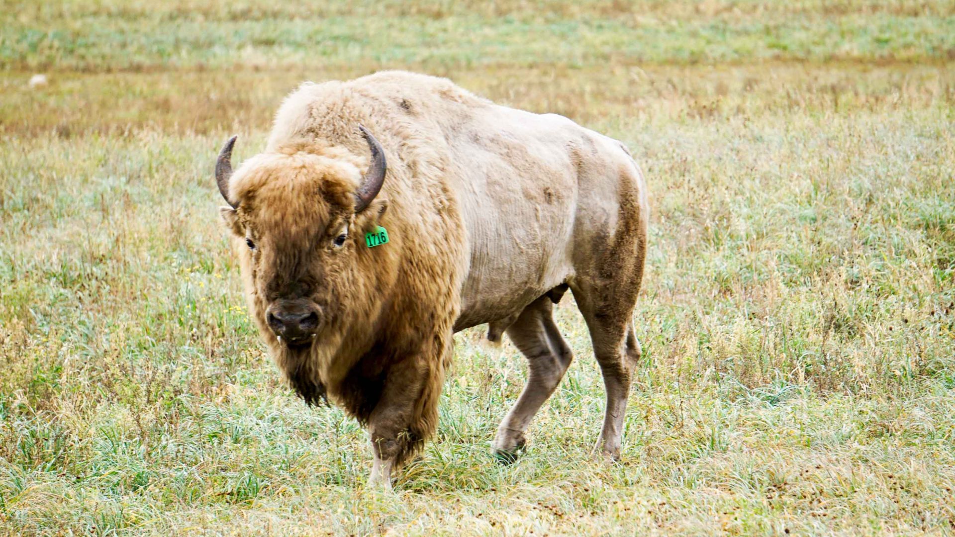 A buffalo in the paddock.