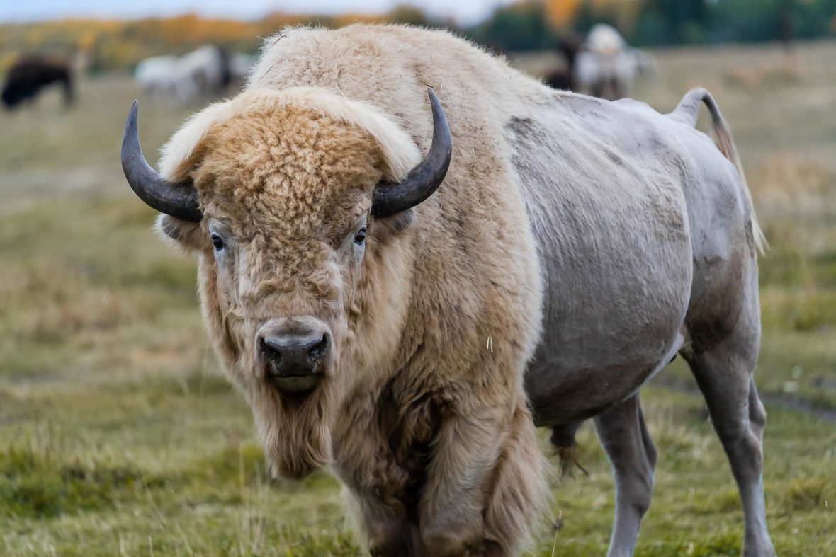 A white bison looks at the camera