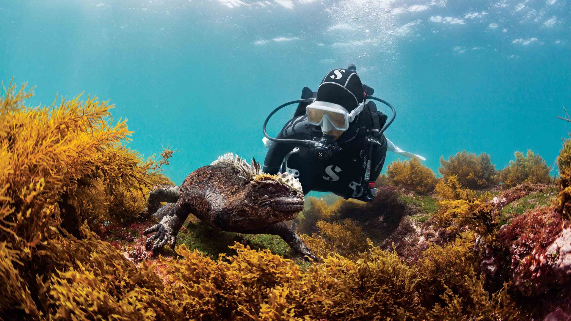 A diver gets up close with the marine life.