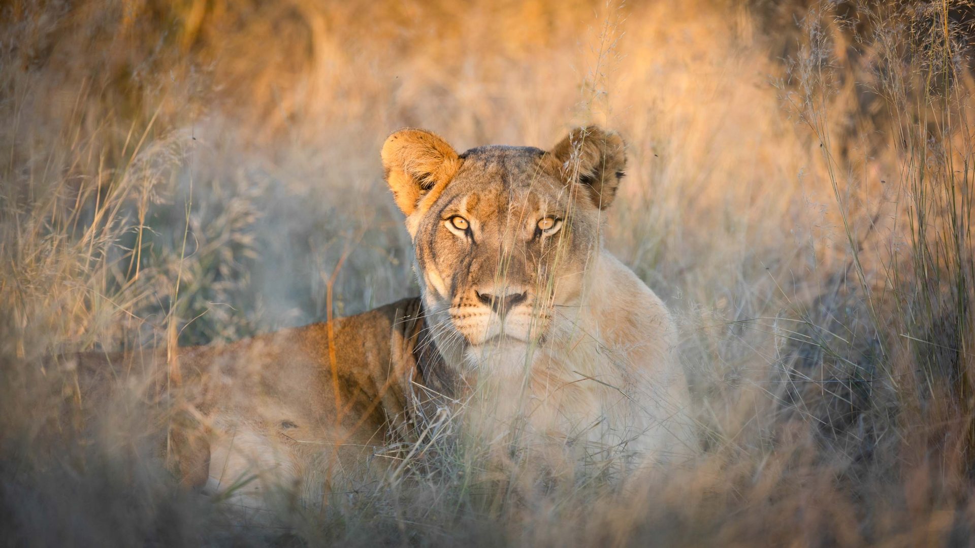 A lion is partially hidden in long grass.