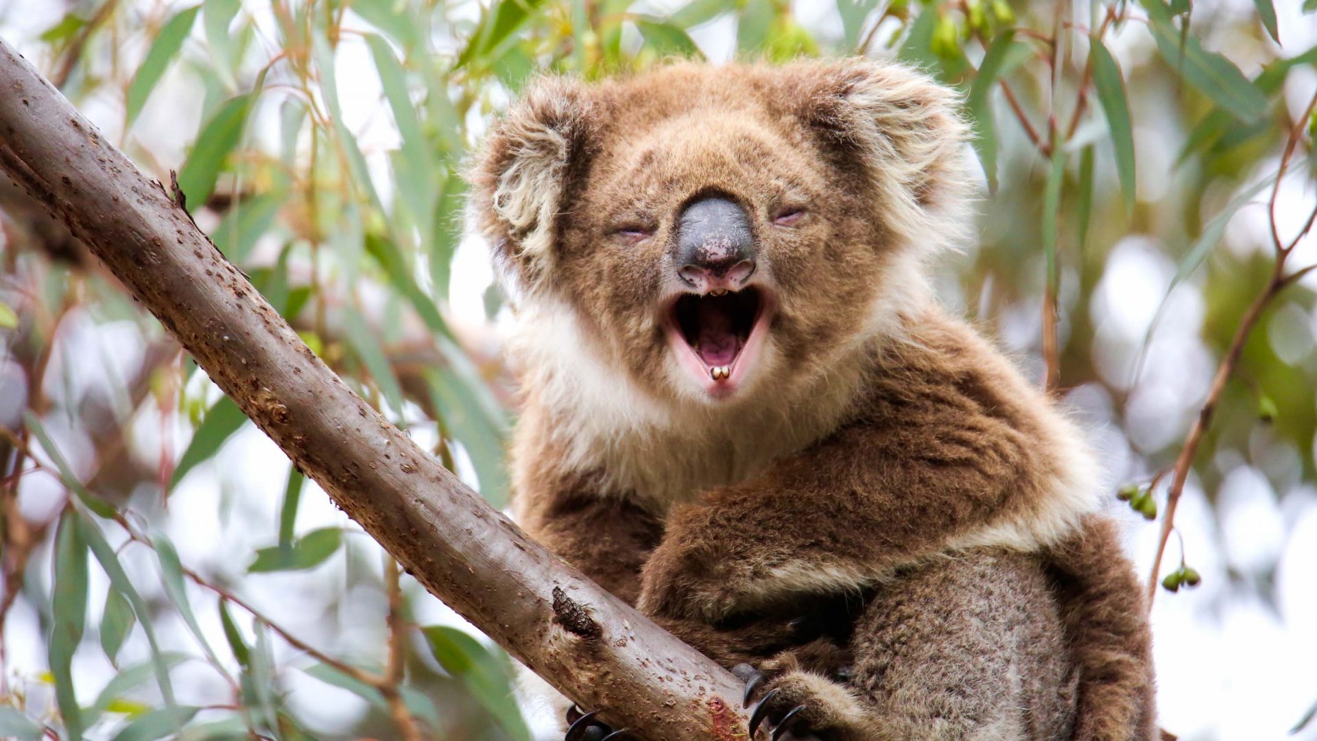 A koala with its mouth open