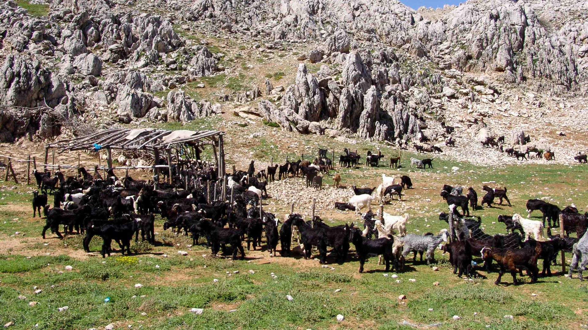 Goats on a rocky hill side.