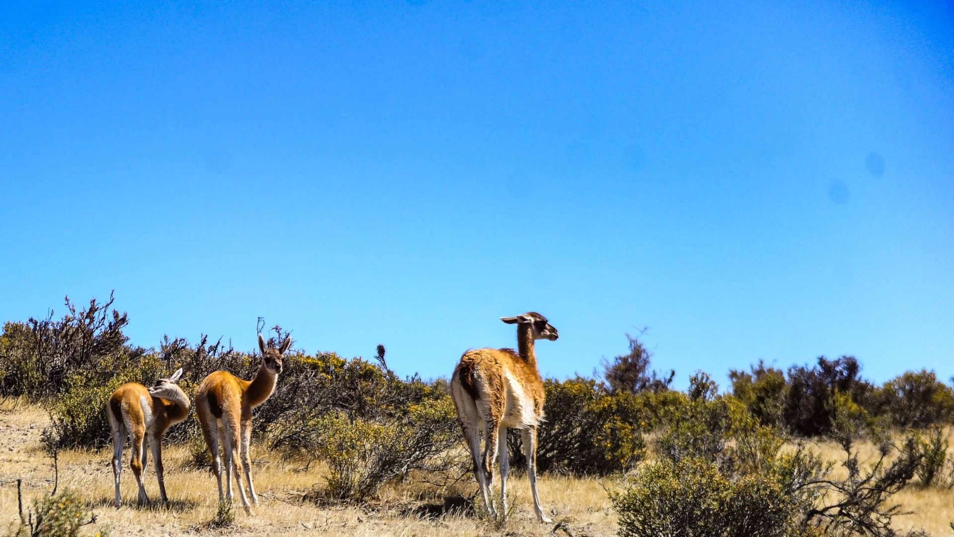 Guanacos stand on a dry area of land surrounded by shrubs.