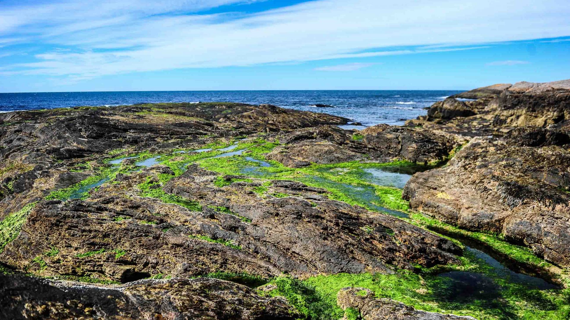 How did a former seaweed empire become Patagonia’s Galapagos?