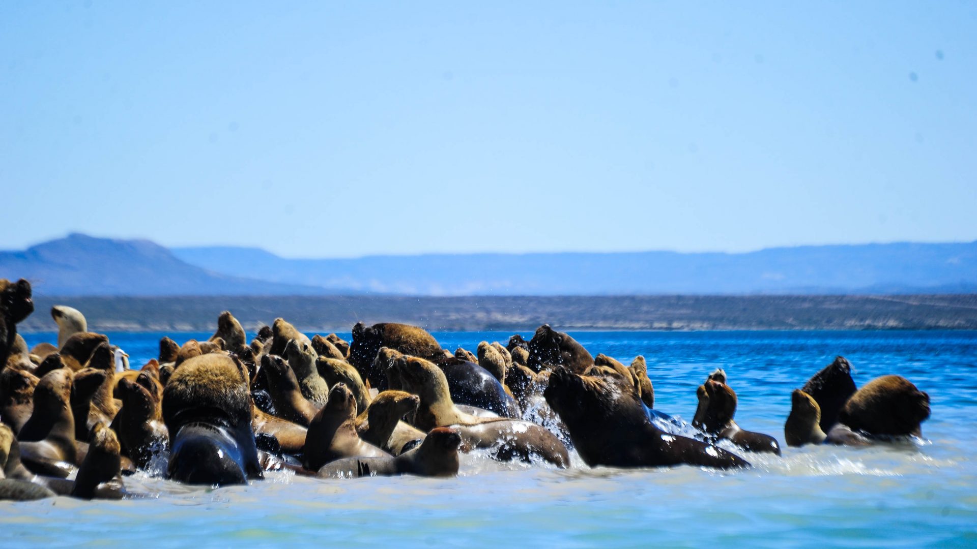 Sea lions together on a rock that drops down to the blue water.