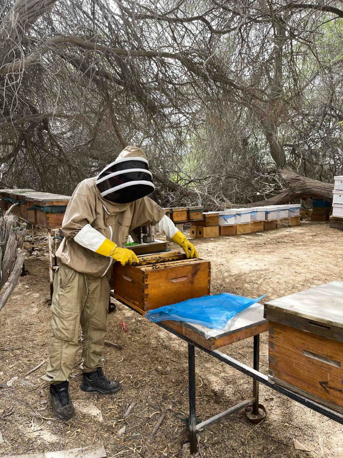A worker in protective gear works with the bees.