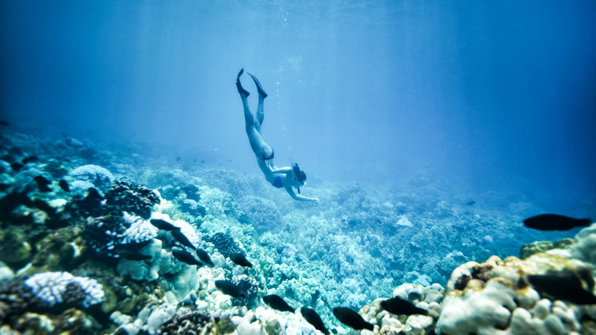 A free diver swims down to some coral.
