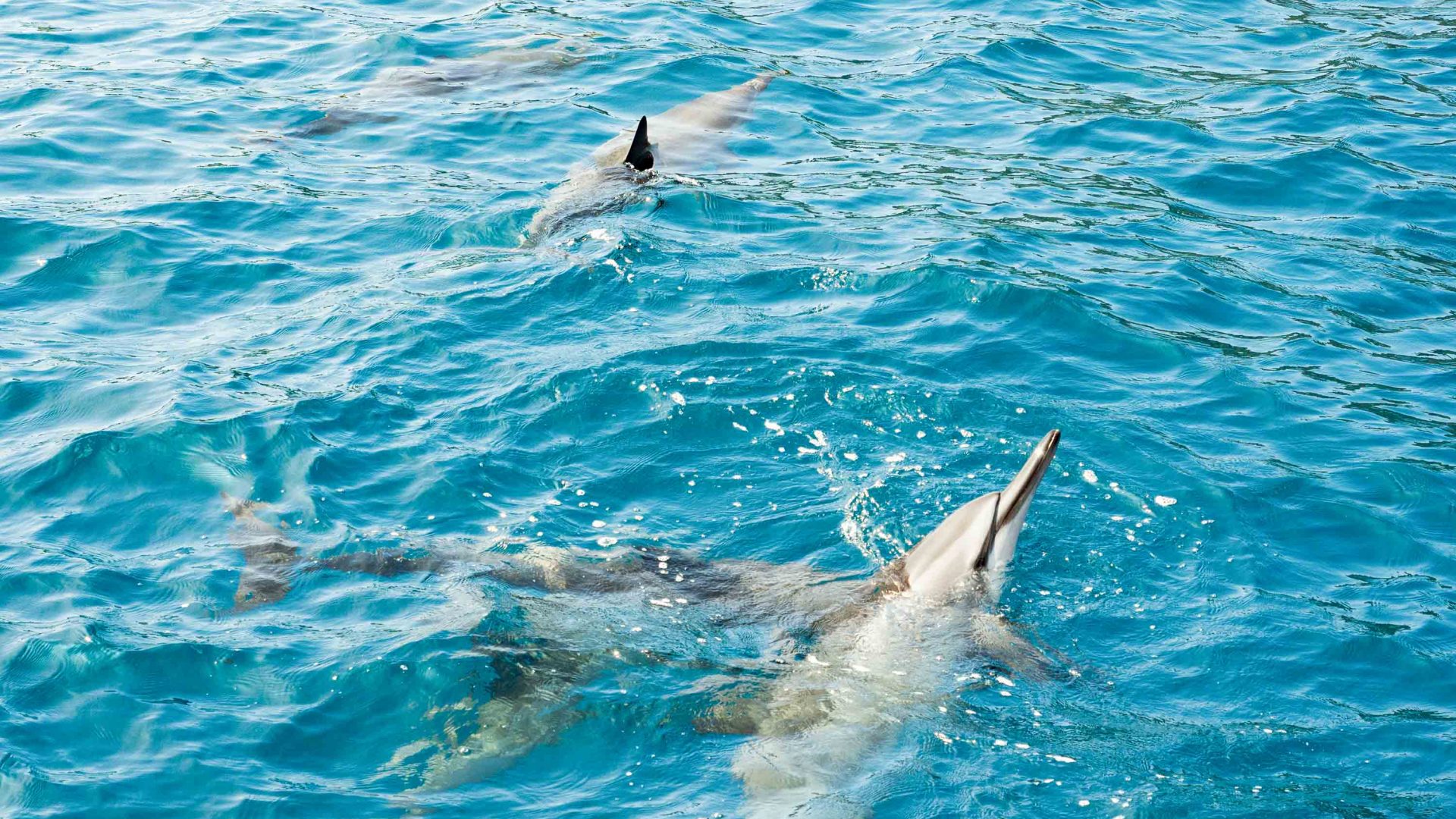 Spinner dolphins in the sea.
