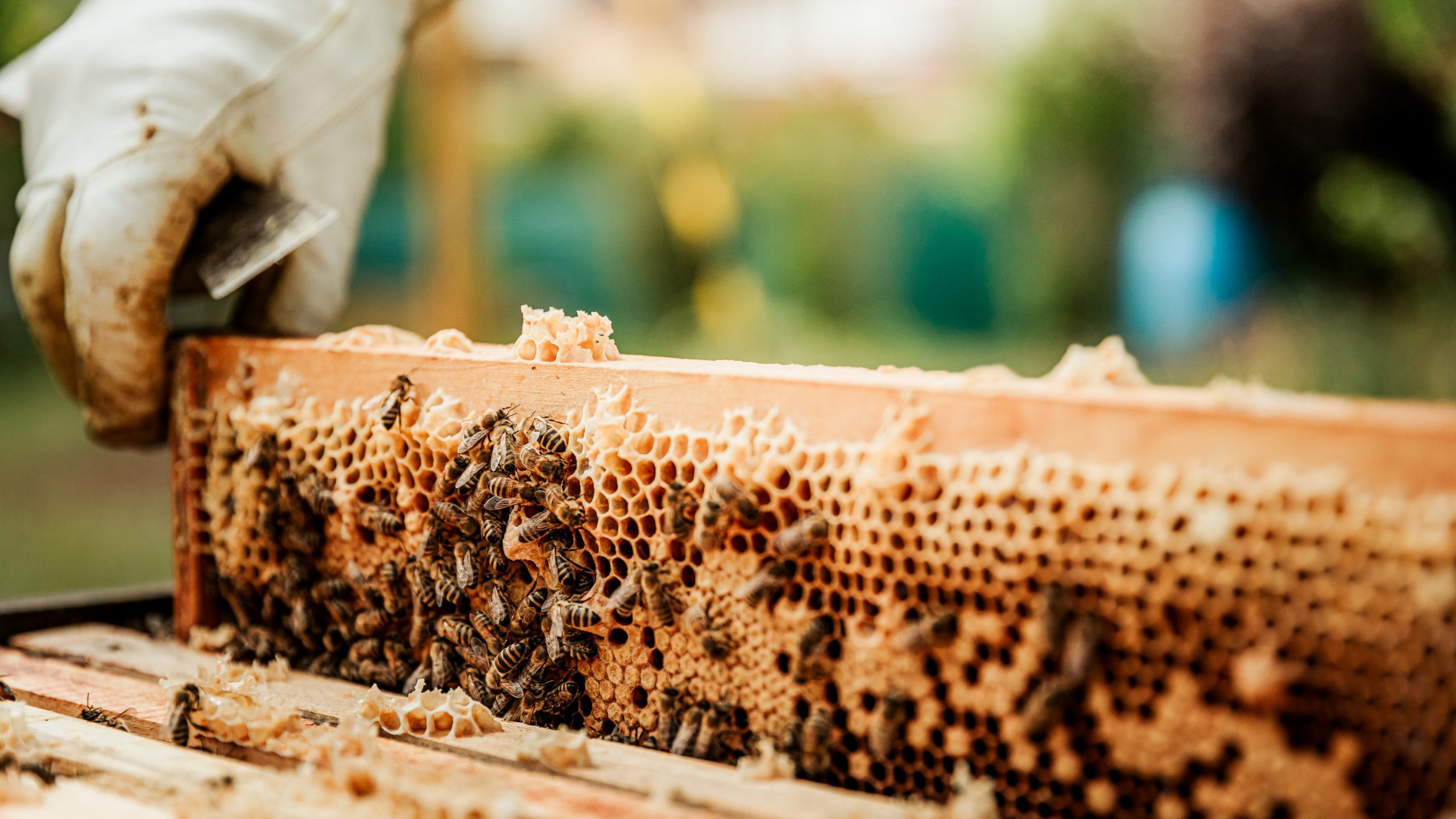 It's March: The Beekeepers' Busy Season