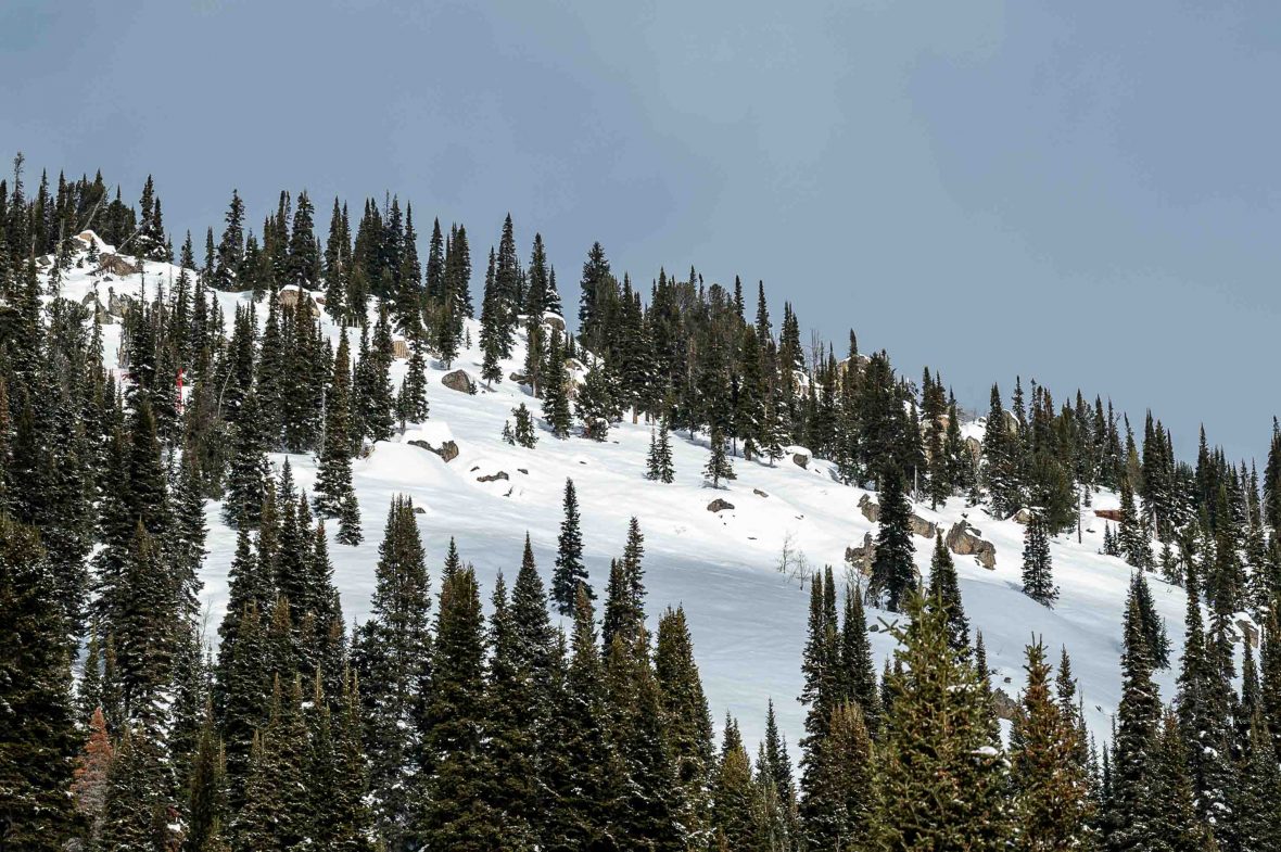 A snowy mountain fringed with pine trees.