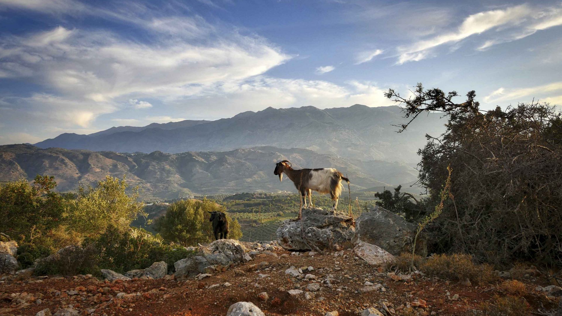 A goat stands on a hill overlooking a valley.