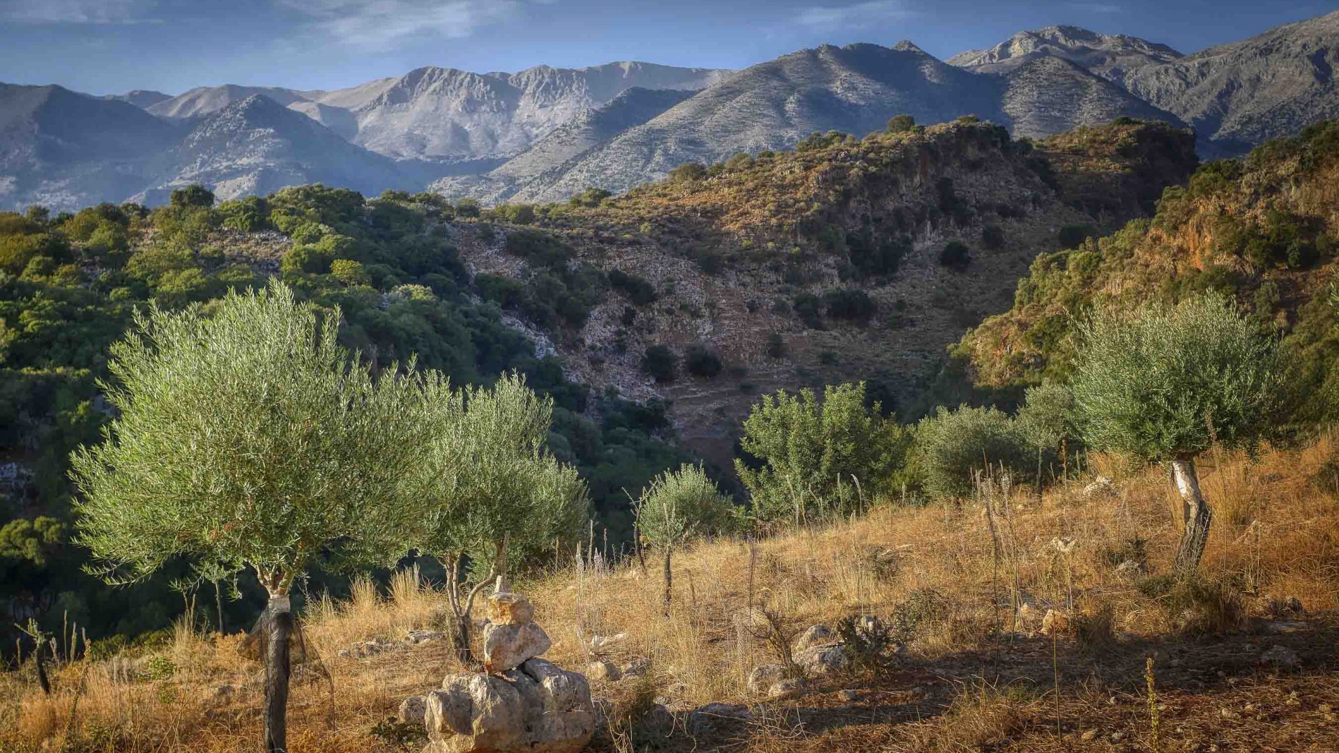 Olive trees in the foreground and green hills in the background.