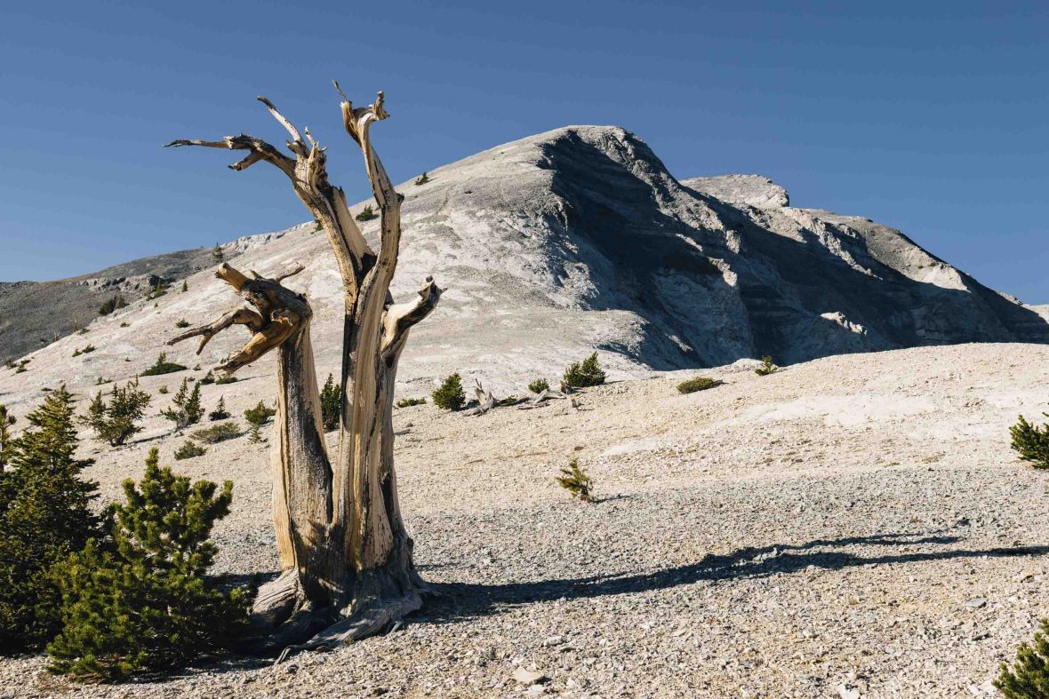 A dead bristlecone pine stands on an arid hillside.