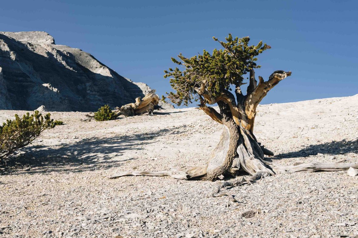 A bristlecone pine stands on an arid hillside.