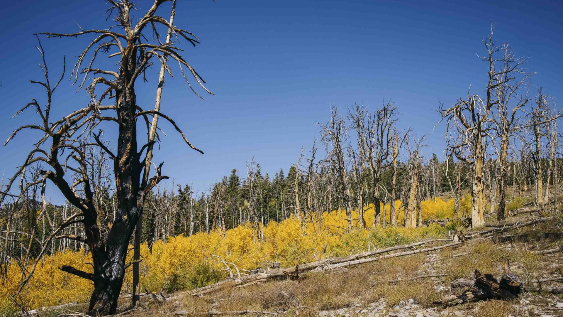 A dead tree stands in the foreground on a yellow and green hill.