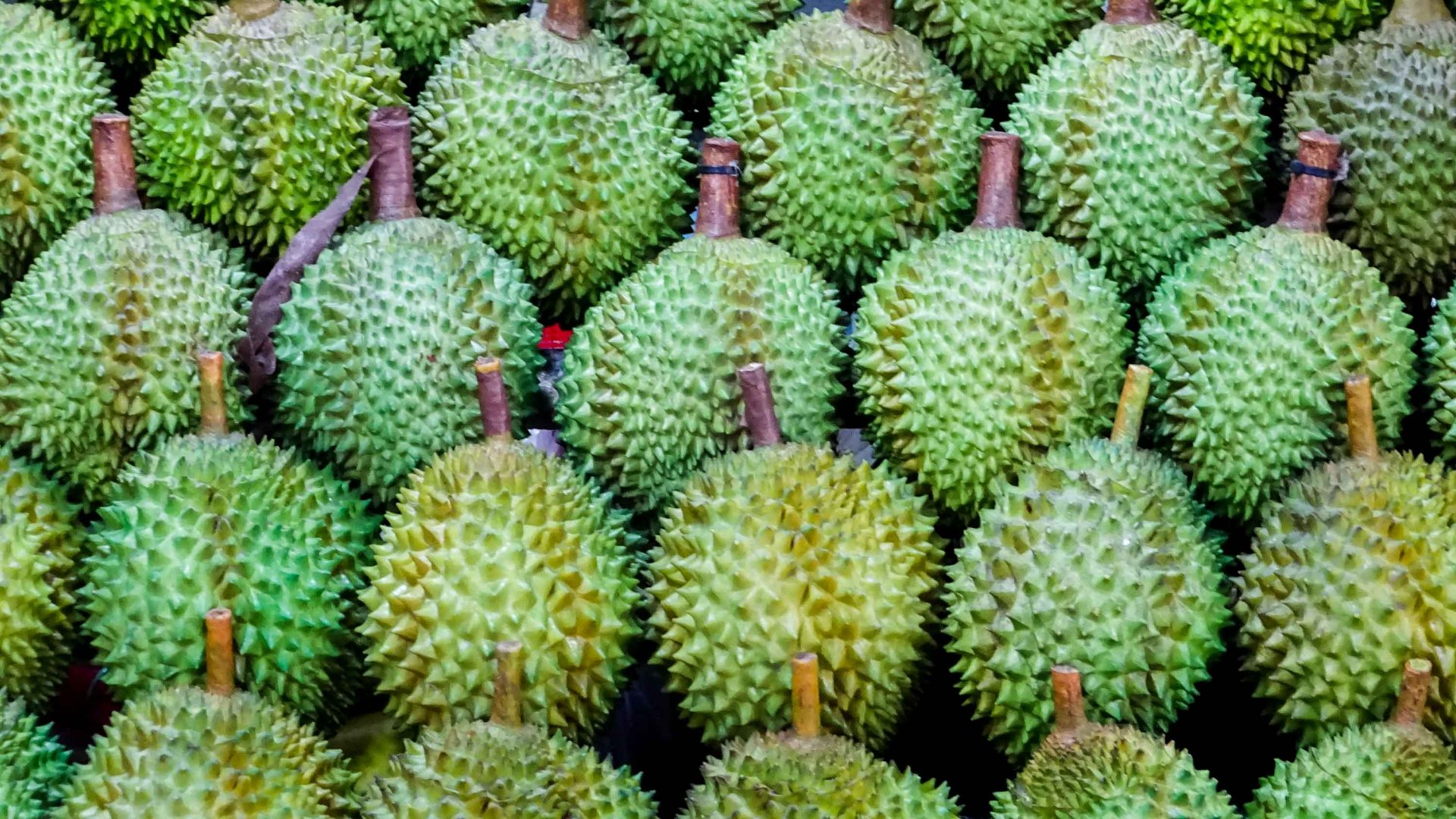 Banned on buses and used in beer: What’s driving Singapore’s durian fruit renaissance?