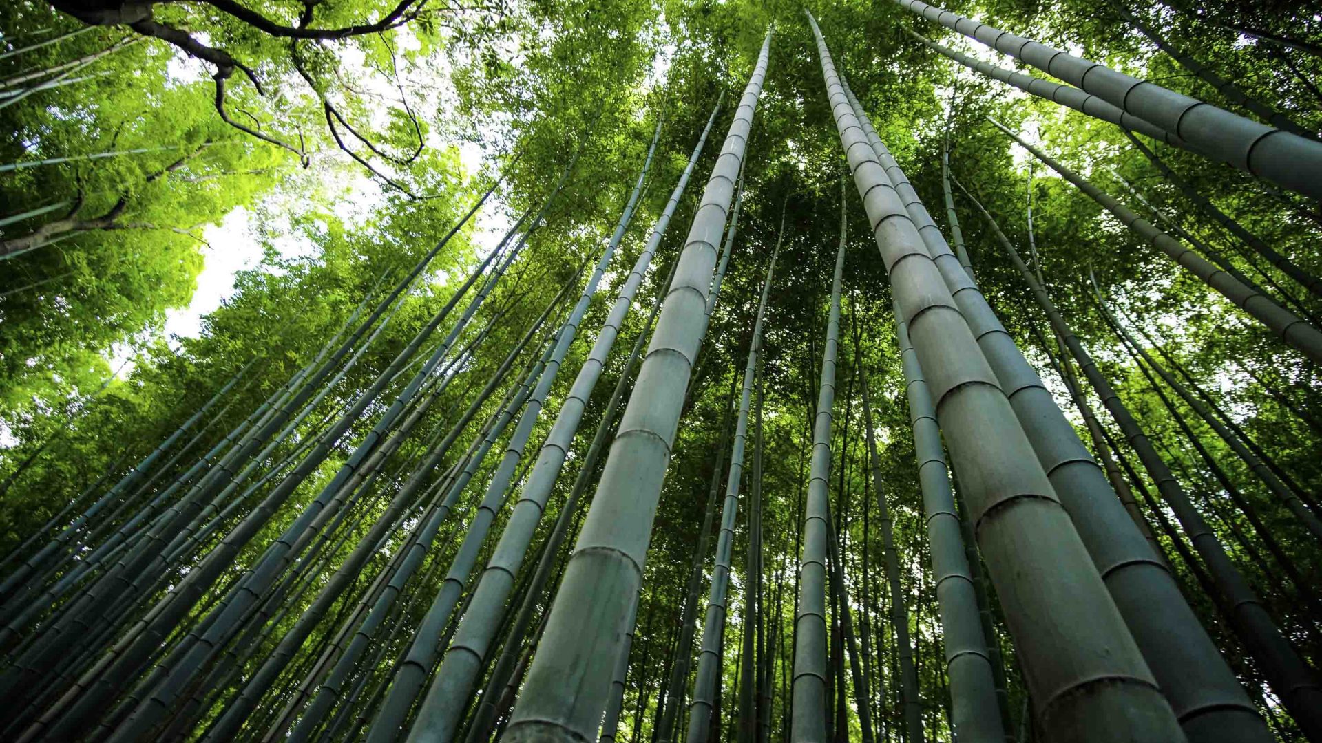 A forest of tall bamboo.
