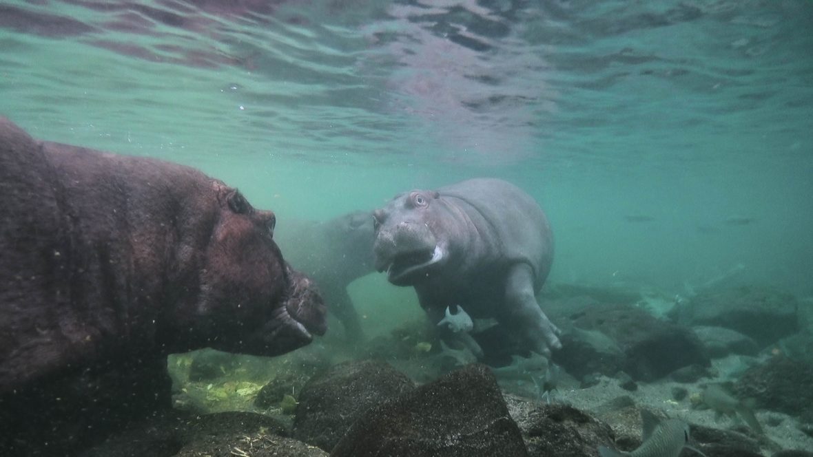 Hippos swim underneath the blue water.