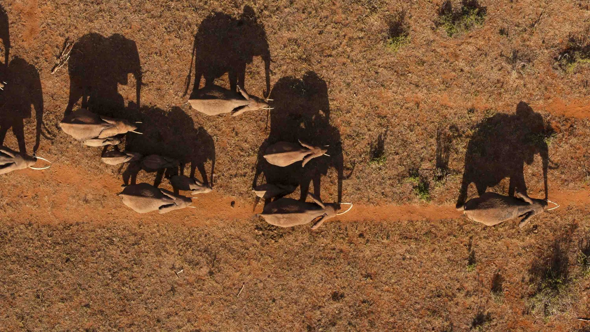 Elephants seen from above, cast shadows across the red earth.