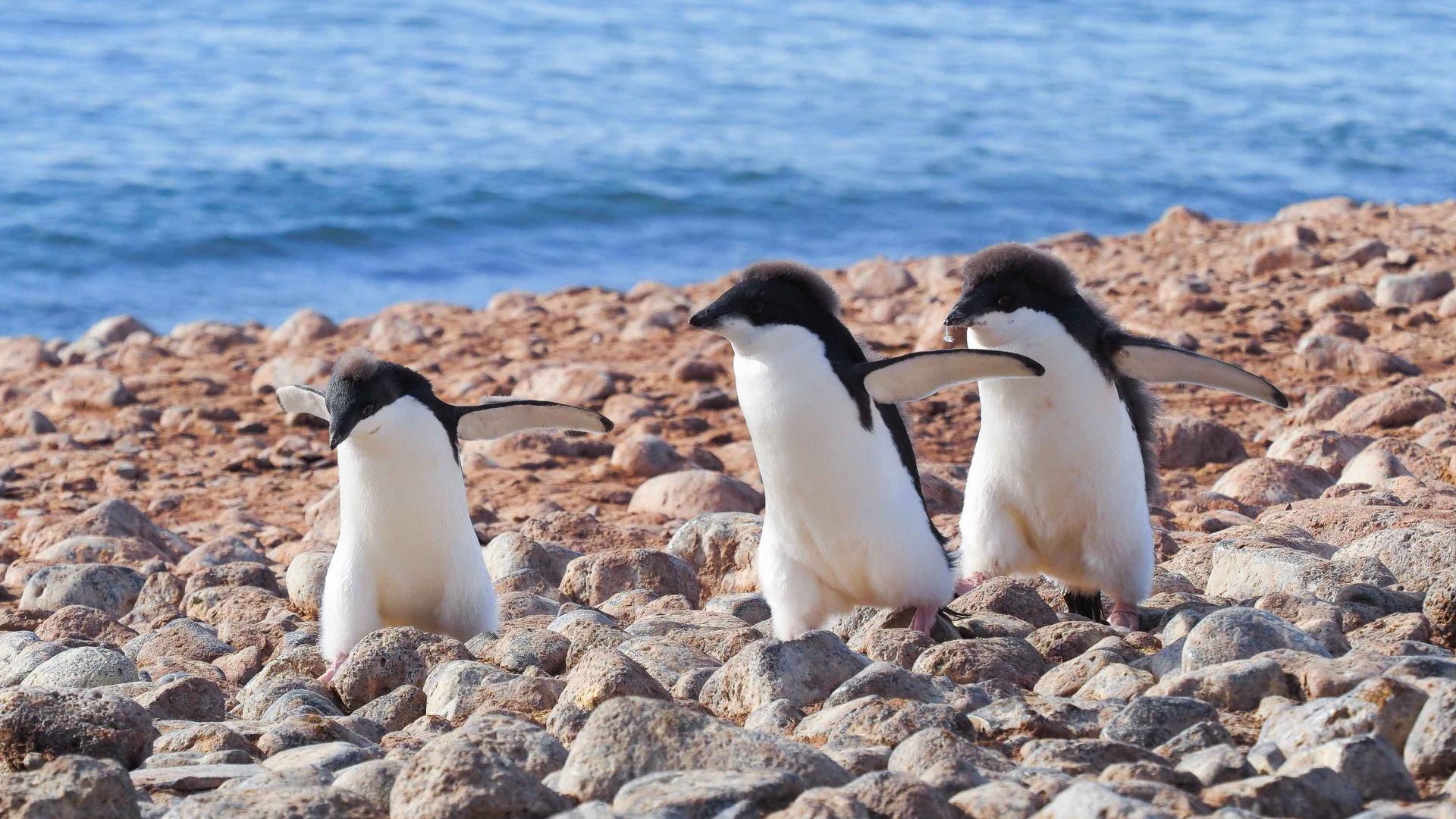 Three juvenile Adélie penguins walk across the shore.