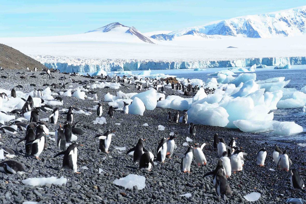 Juvenile penguins dot the shoreline.