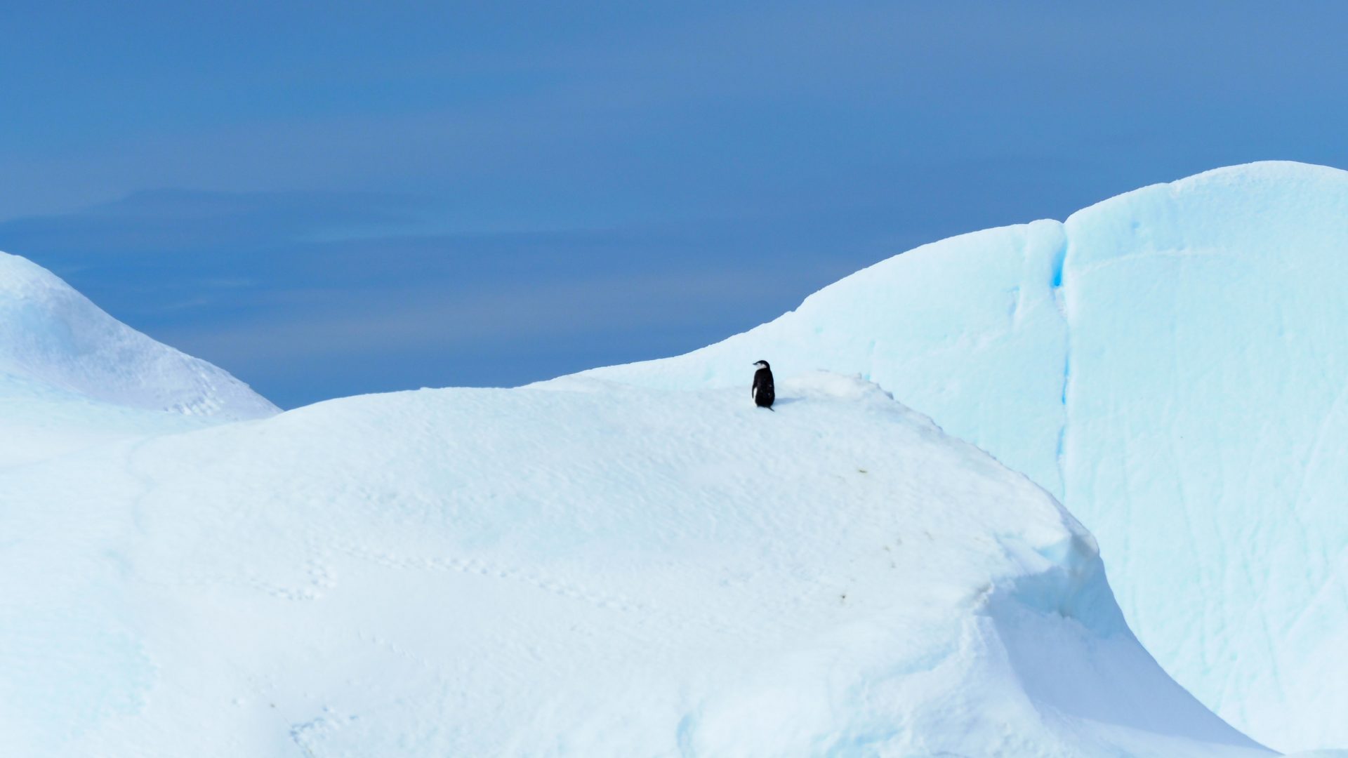 A lone chinstrap penguin on an iceberg.