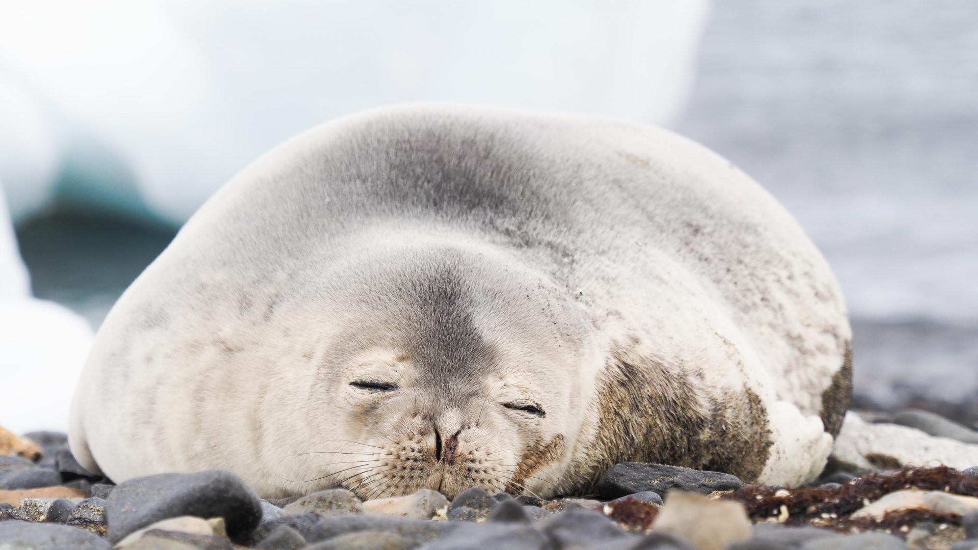 A Weddell seal rests on the shore.