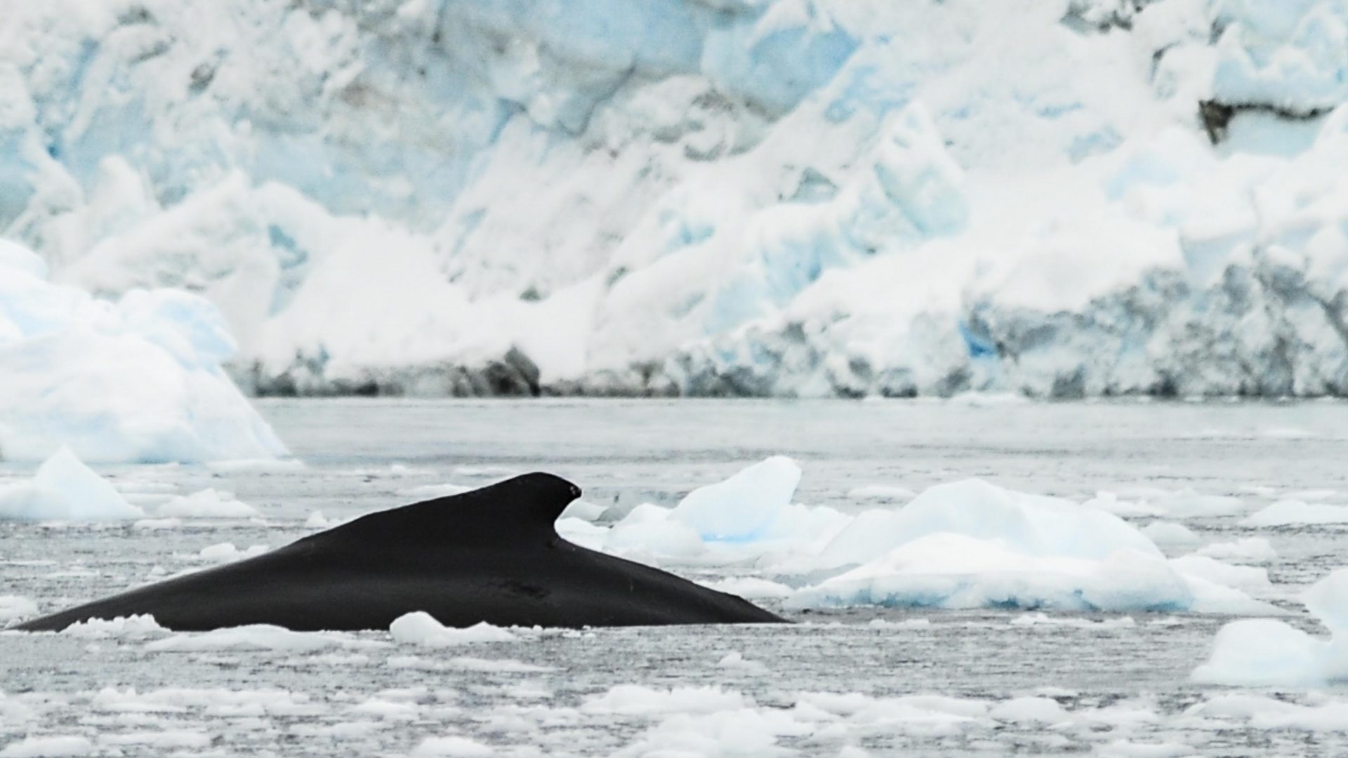 What do whales have to do with fighting the climate crisis?