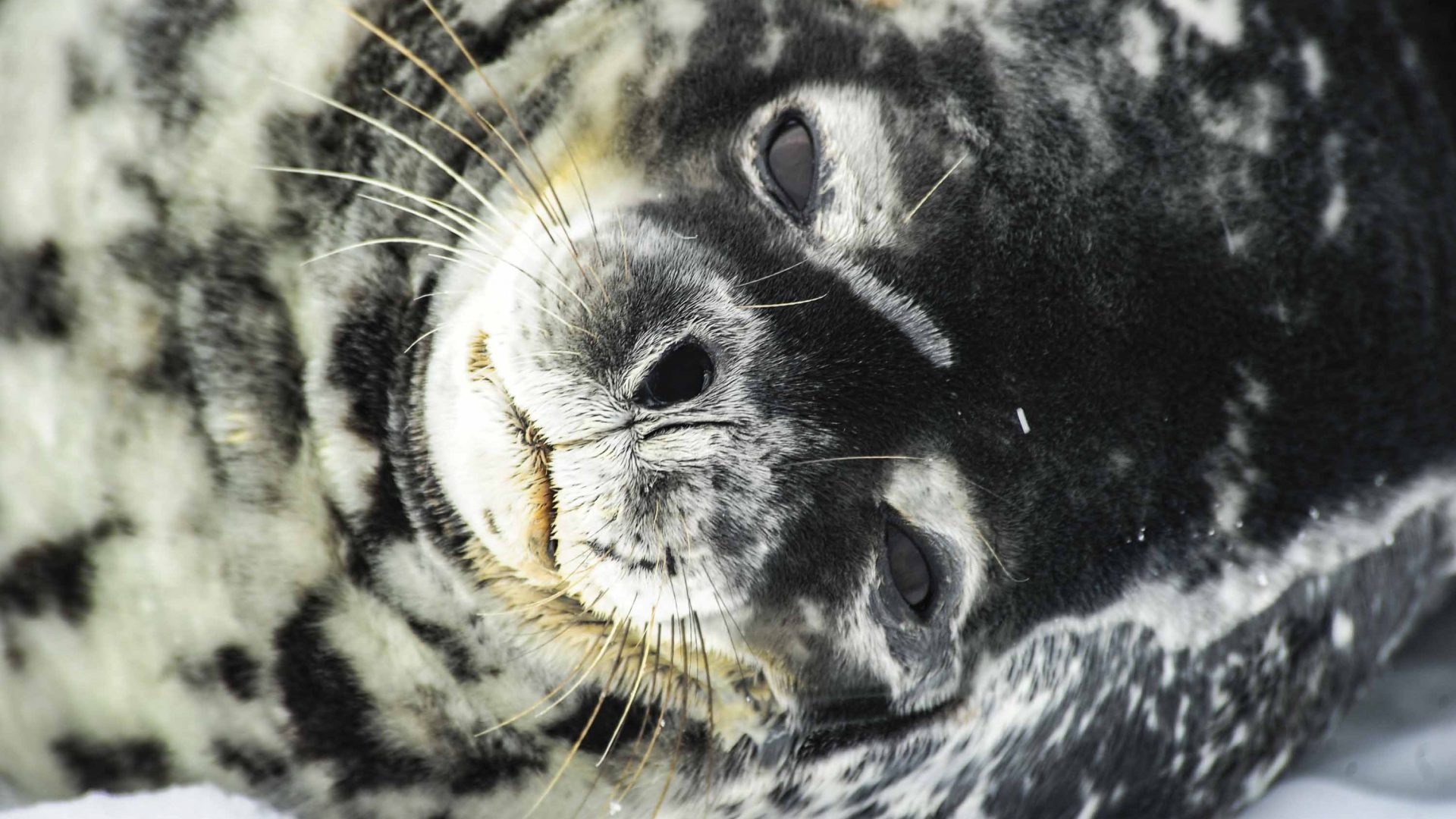 A close up of a Weddell seal.