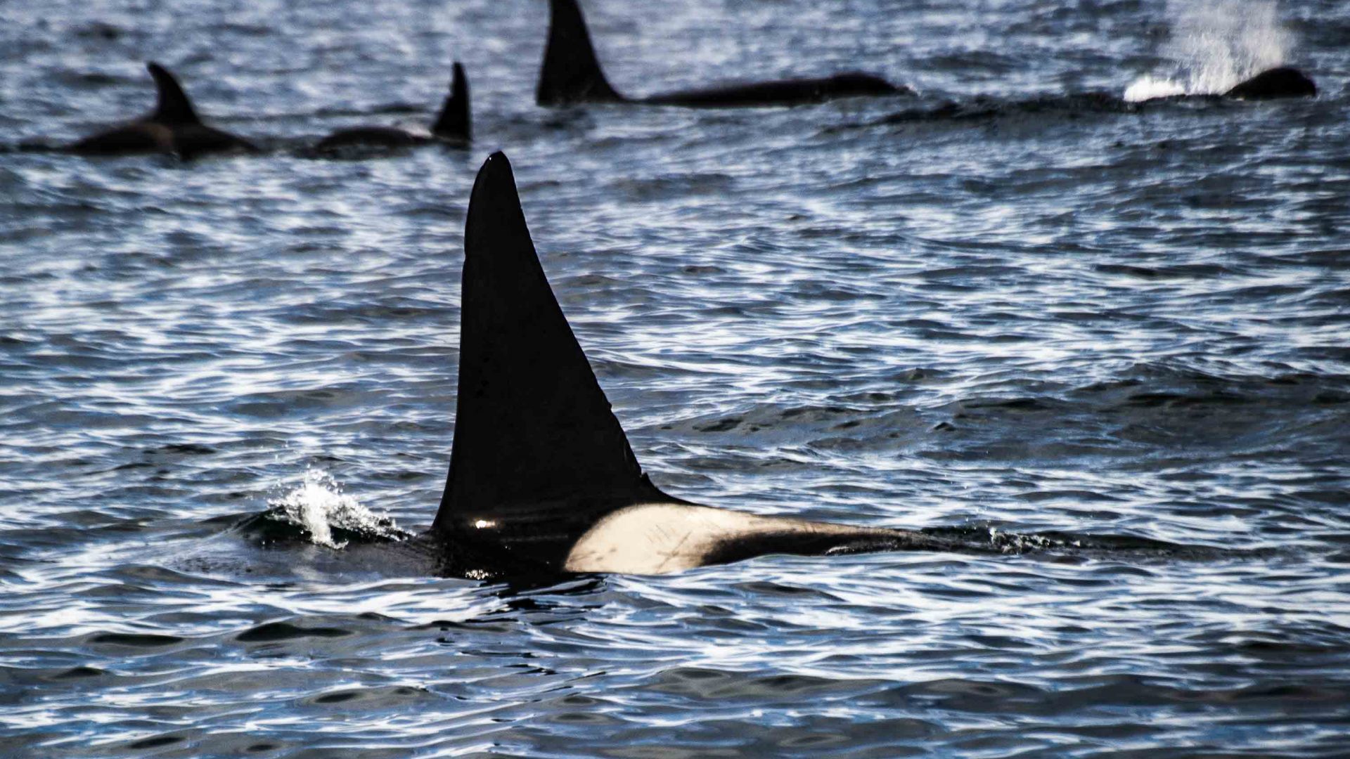 A family or orcas swims by.