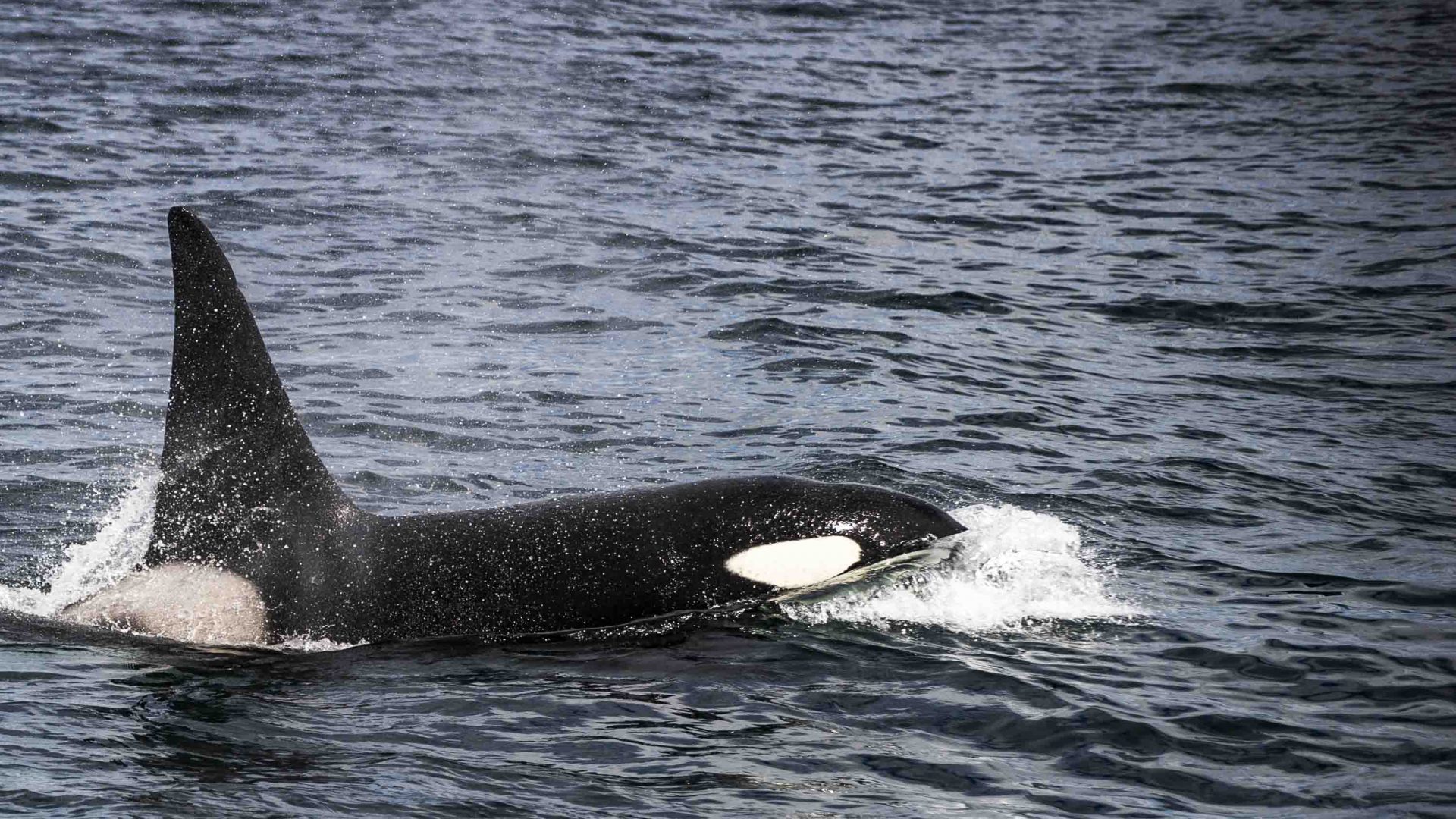 An Orca in the sea.