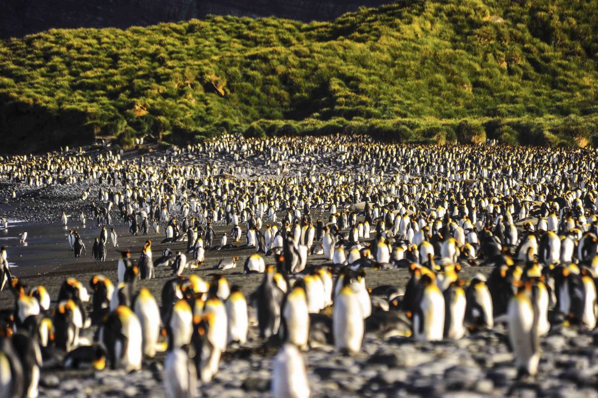 Hundreds of black, white and yellow King Penguins line the shore.