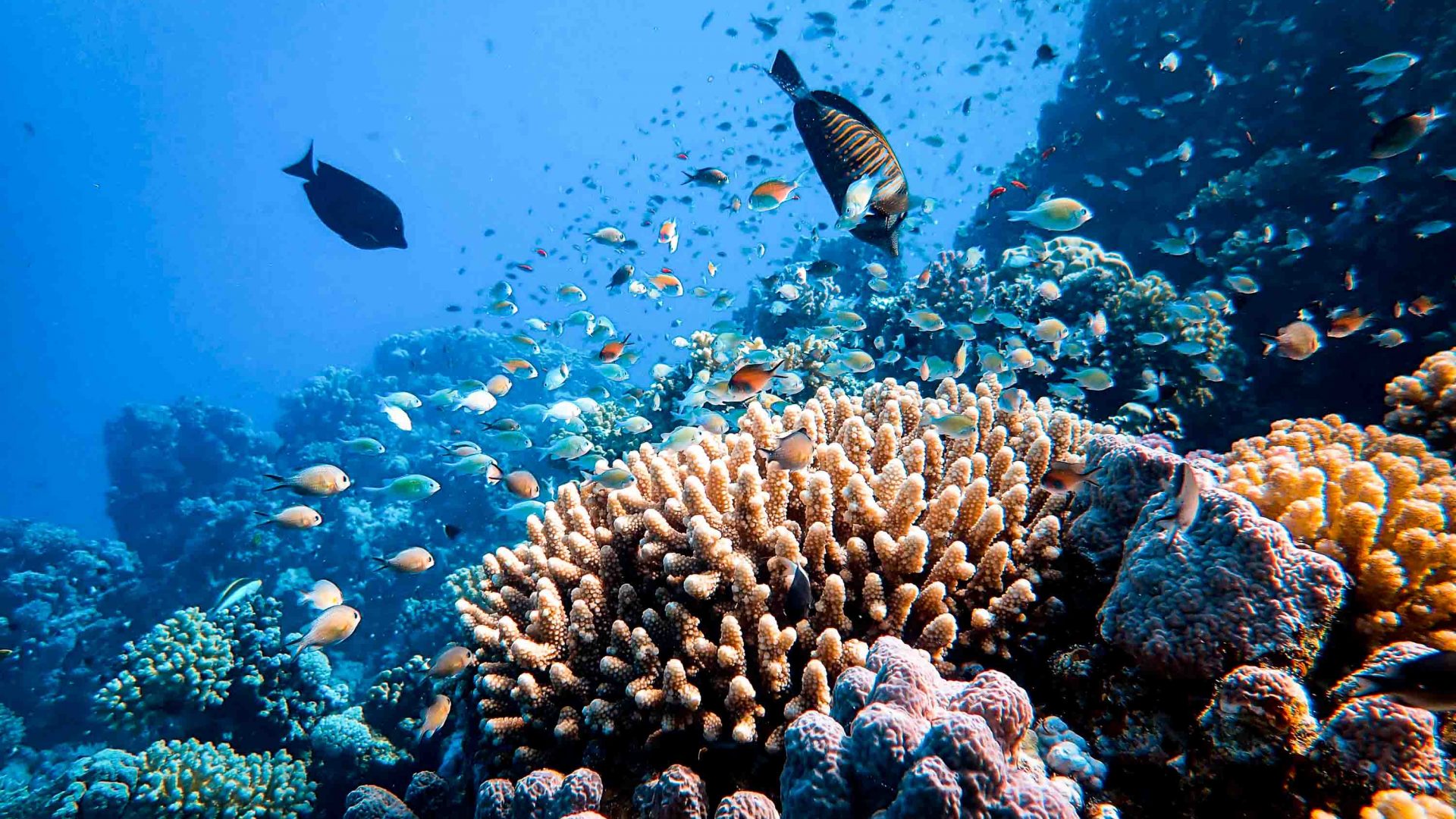 Coral and fish at a reef in the Red Sea.