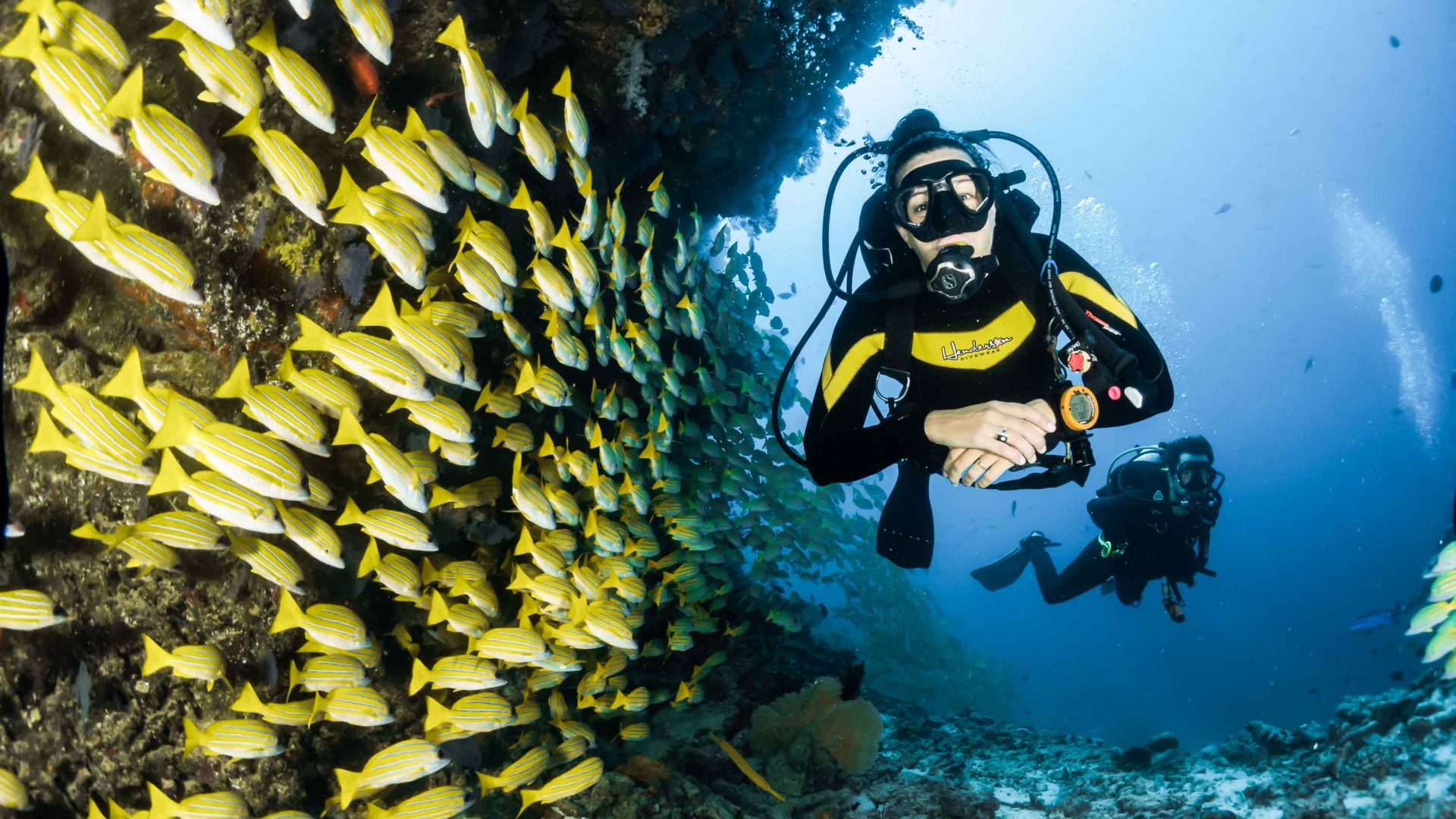 A diver swims past some fish at a reef.
